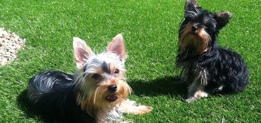 Pet Friendly Artificial grass - Tucson Turf